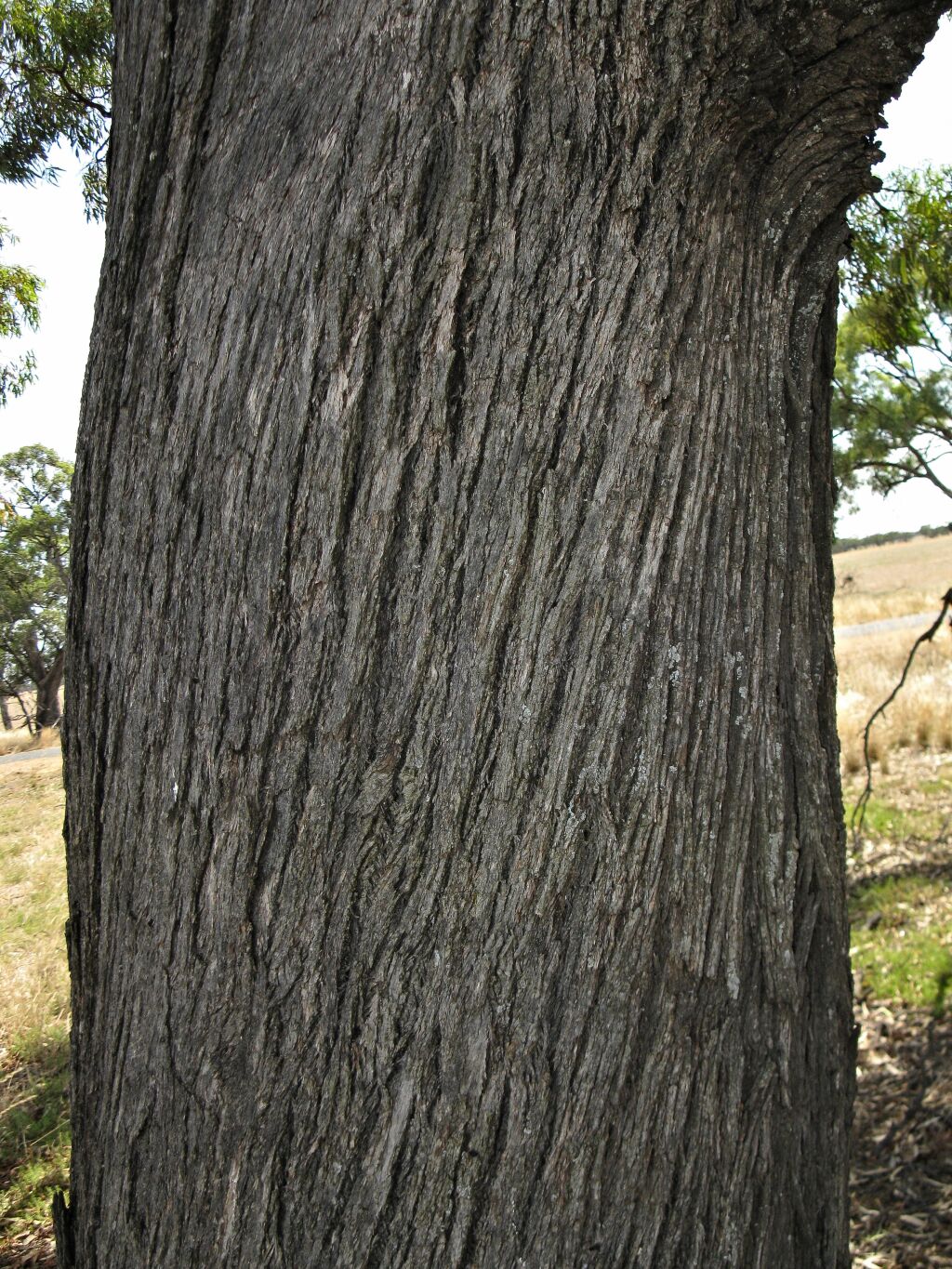 Eucalyptus largiflorens (hero image)