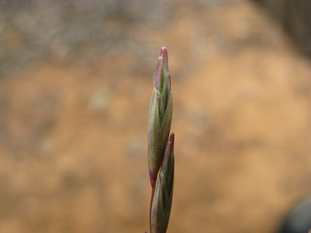 Triodia scariosa (hero image)