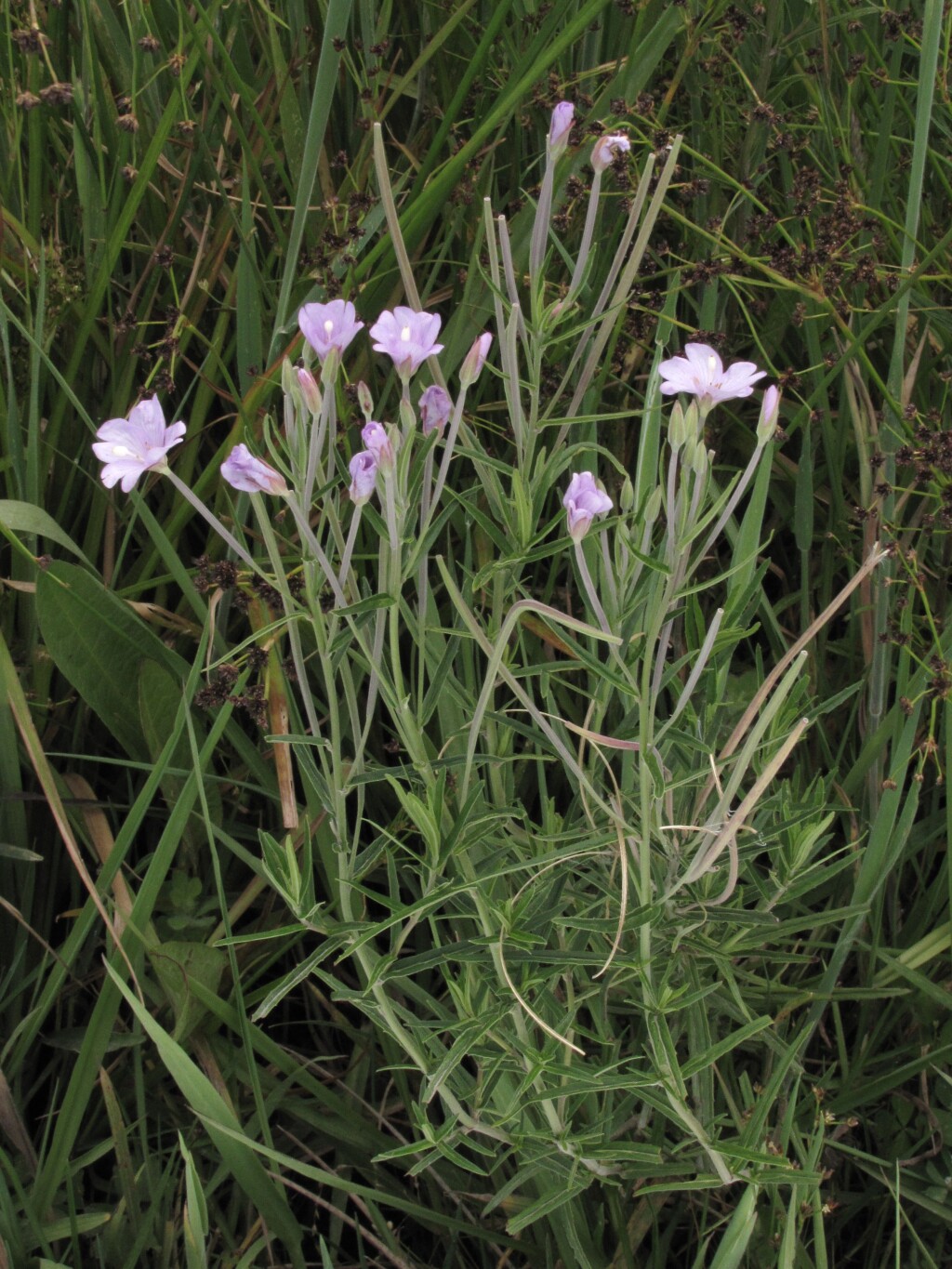 Epilobium pallidiflorum (hero image)