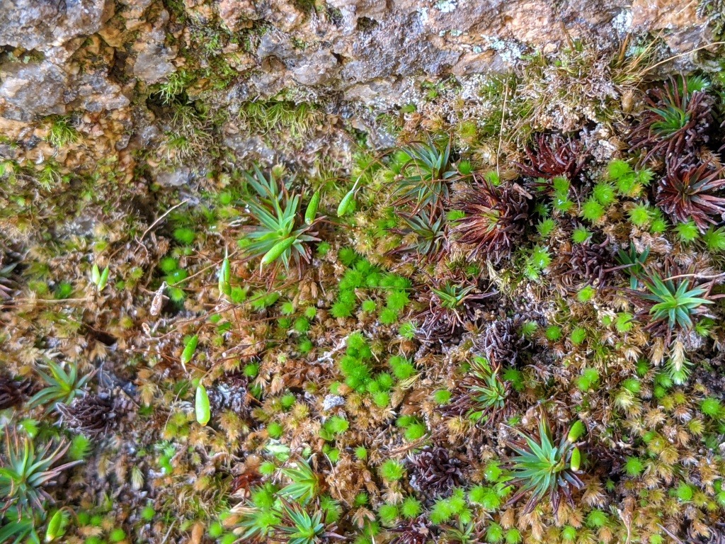 Schizymenium (hero image)