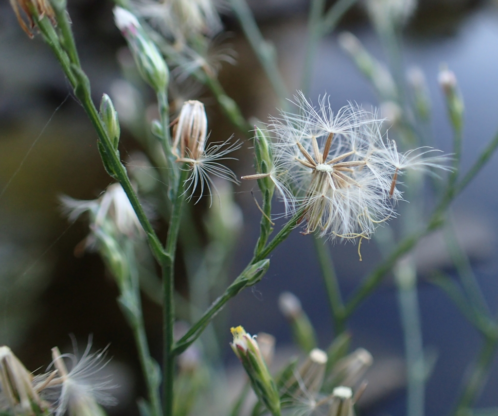 Symphyotrichum (hero image)