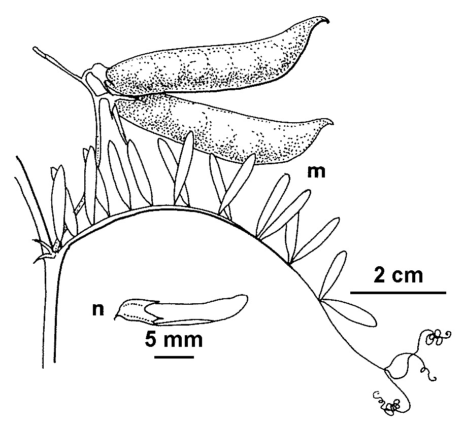 Vicia monantha subsp. triflora (hero image)