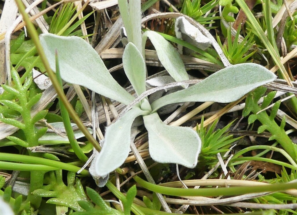 Euchiton traversii (hero image)