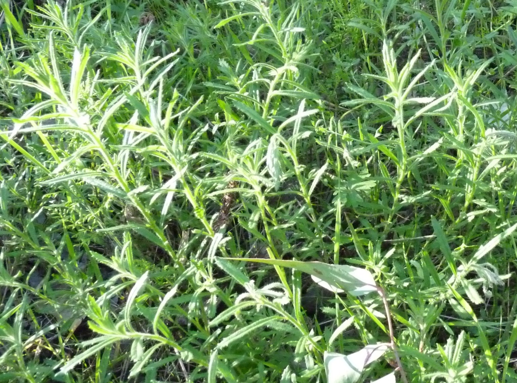 Epilobium hirtigerum (hero image)