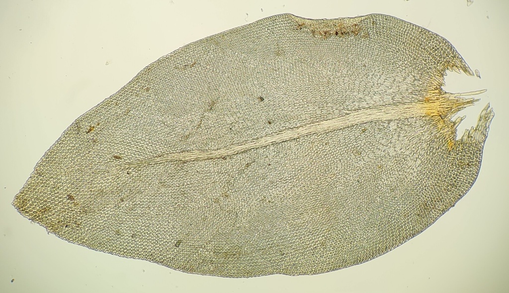 Cryphaea ovalifolia (hero image)