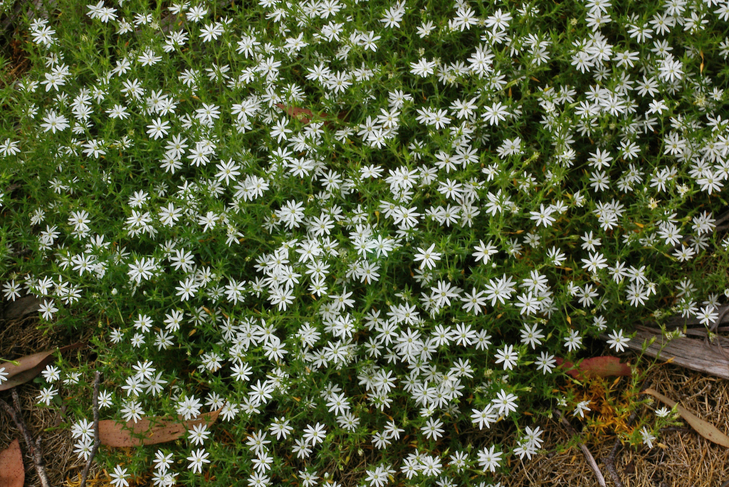 Stellaria pungens (hero image)