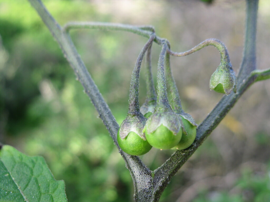 Solanum furcatum (hero image)