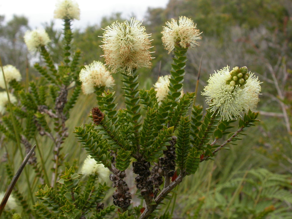 Melaleuca squarrosa (hero image)