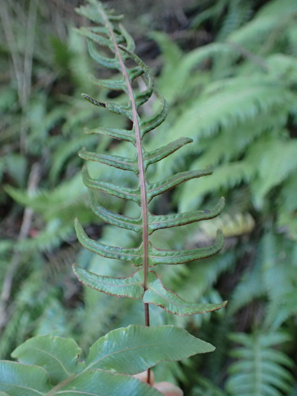 Blechnum deltoides (hero image)