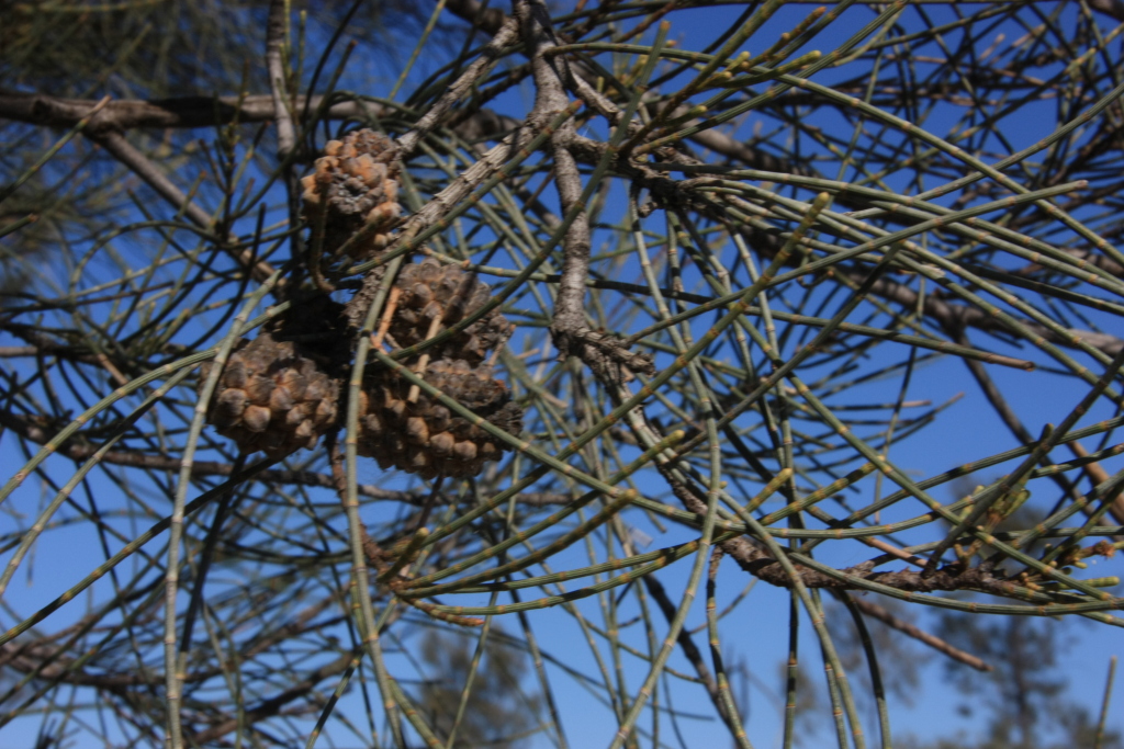 Casuarina pauper (hero image)