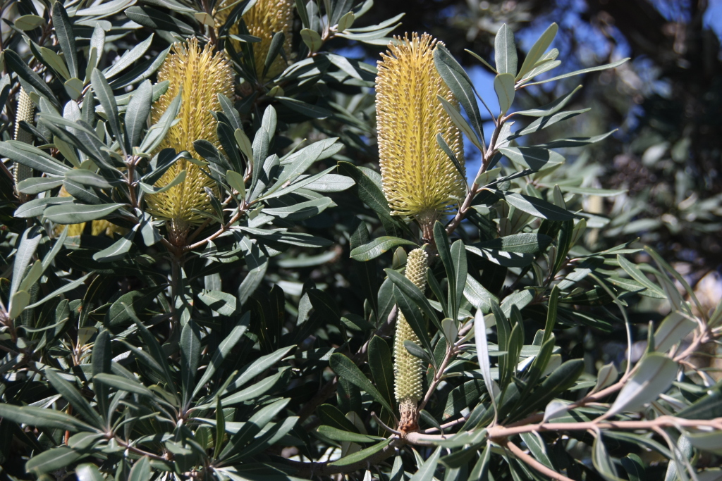 Banksia integrifolia (hero image)