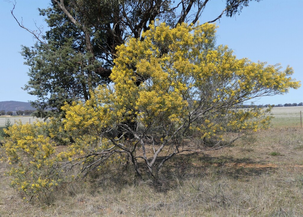 Acacia decora (hero image)