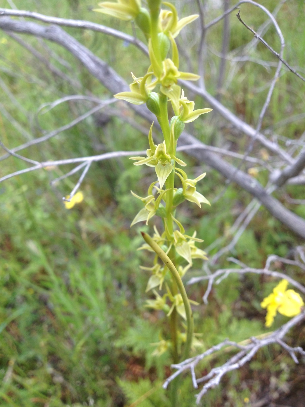 Prasophyllum readii (hero image)