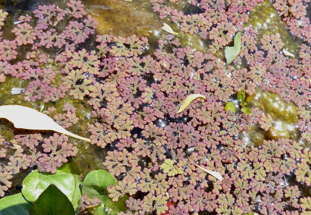 Azolla rubra (hero image)