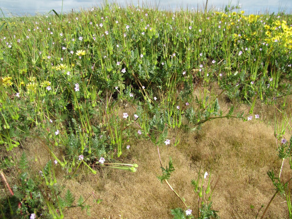 Erodium botrys (hero image)