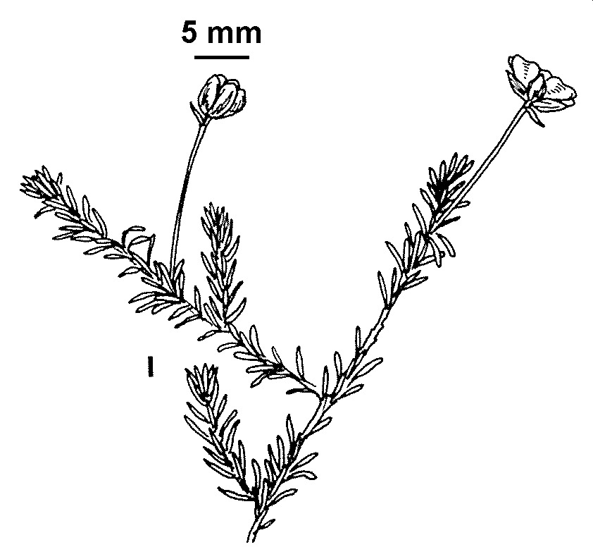 Hibbertia exposita (hero image)