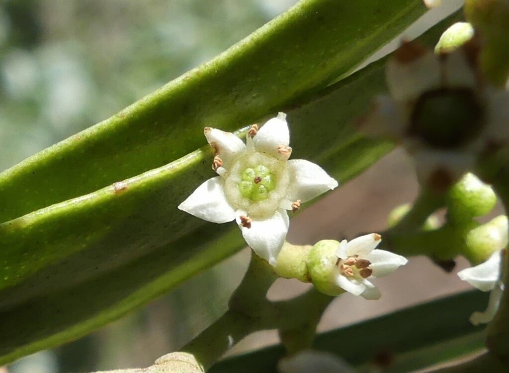 Geijera parviflora (hero image)