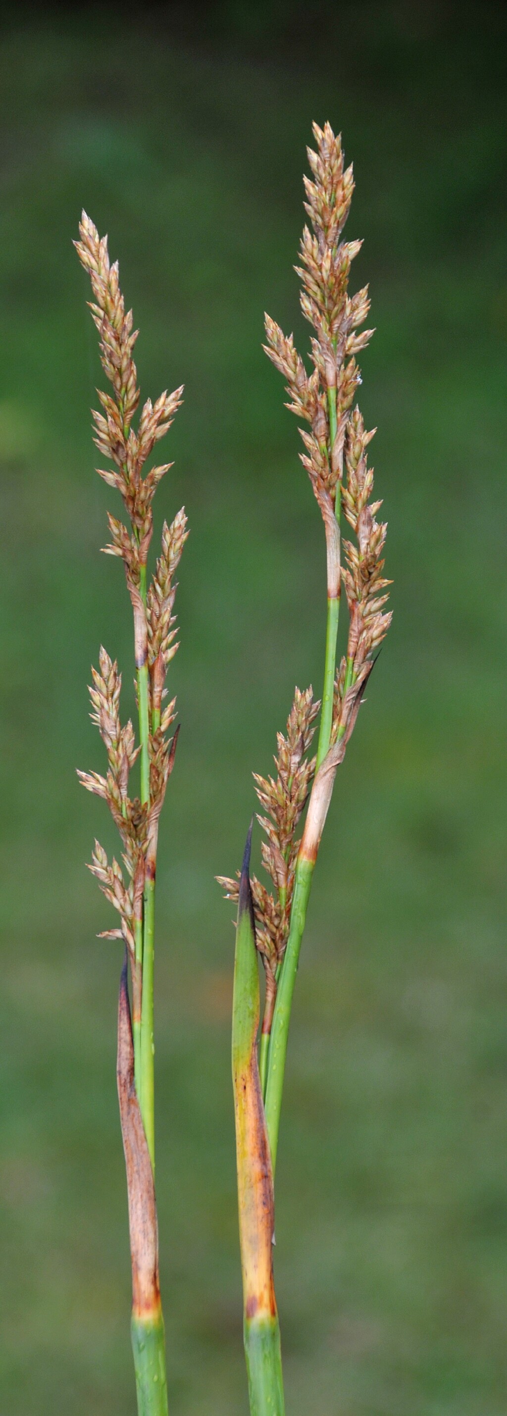 Lepidosperma (hero image)