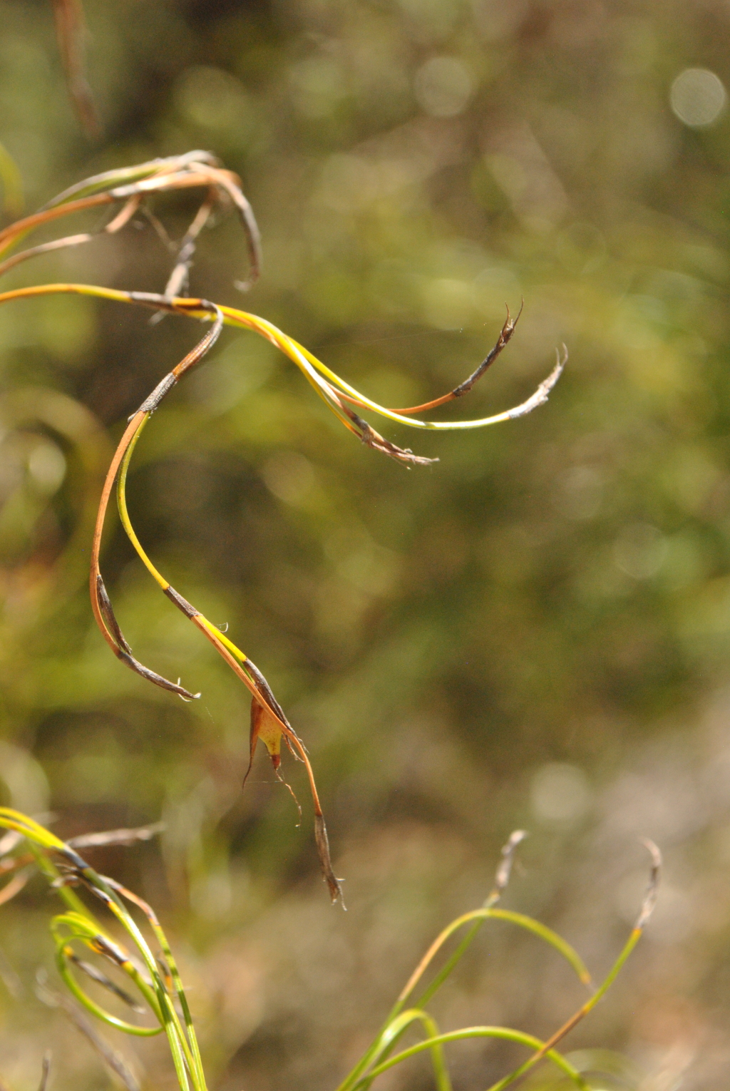 Caustis flexuosa (hero image)