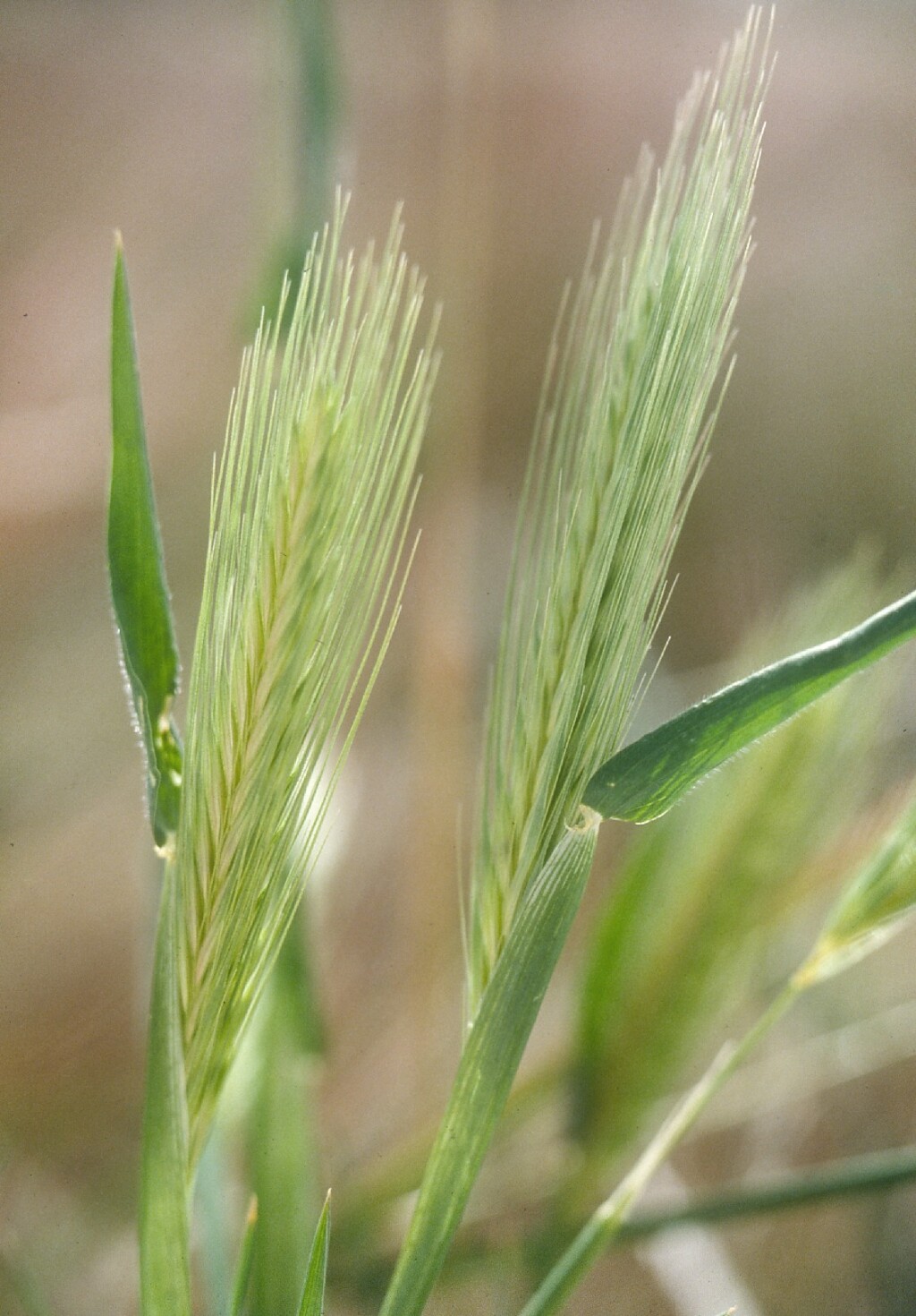 Hordeum glaucum (hero image)