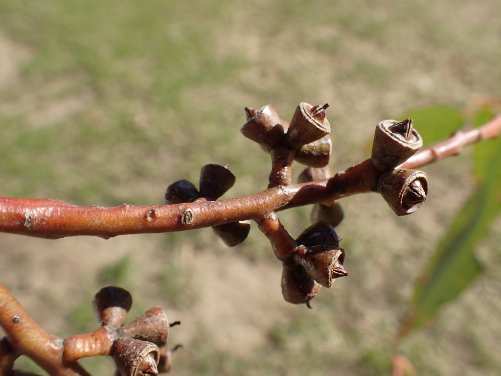 Eucalyptus saligna (hero image)