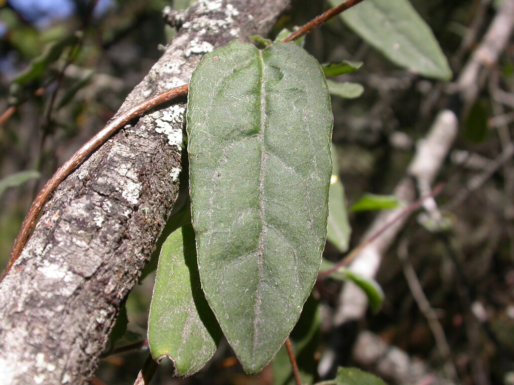 Marianthus bignoniaceus (hero image)