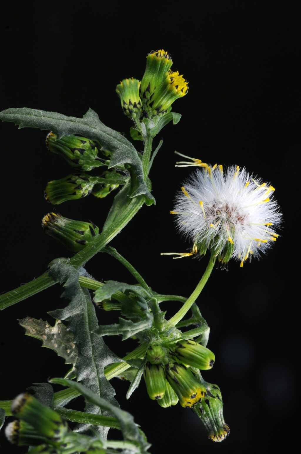 Senecio vulgaris (hero image)