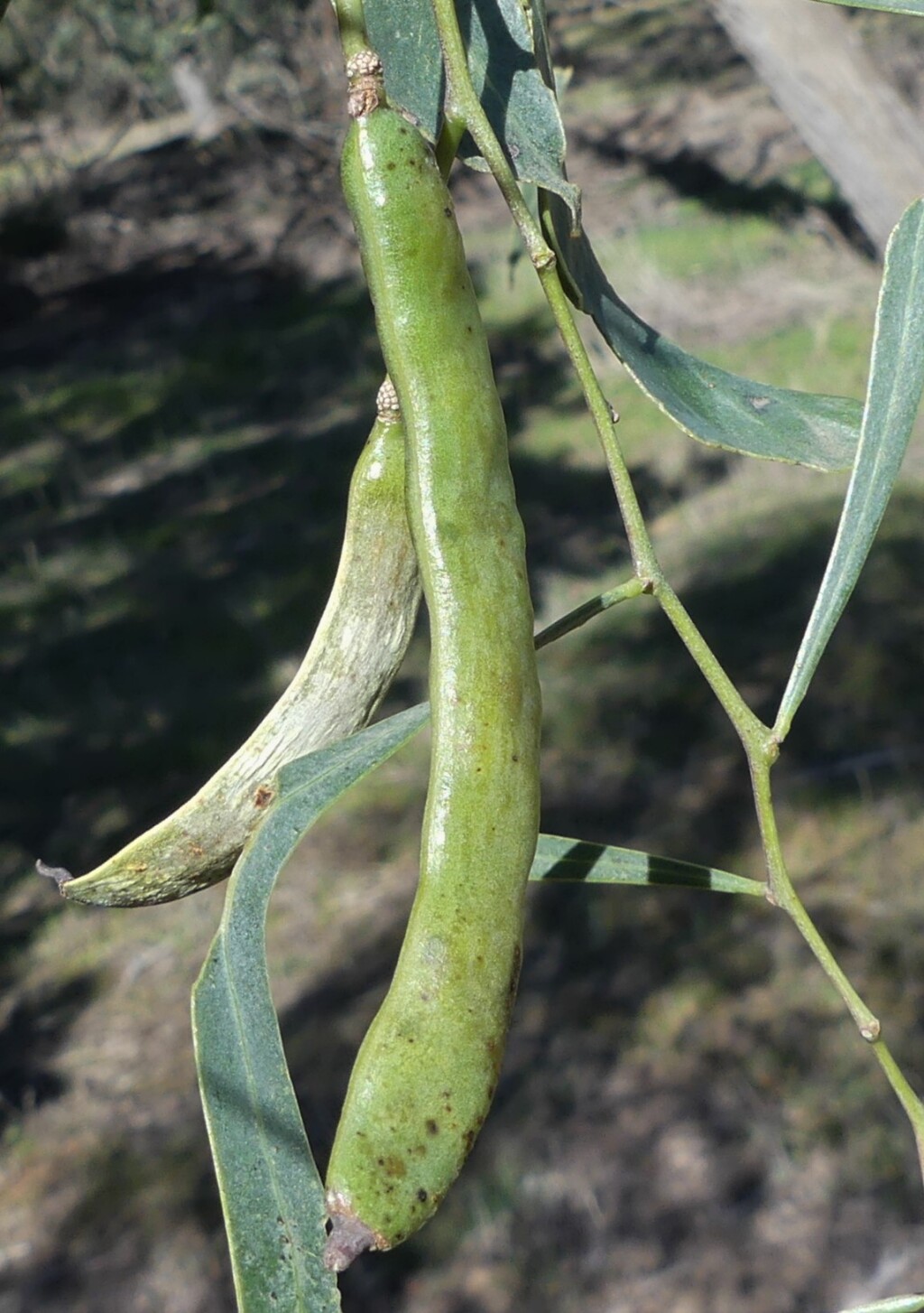 Acacia salicina (hero image)