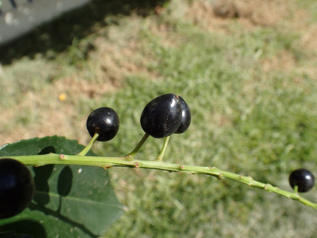 Prunus lusitanica (hero image)