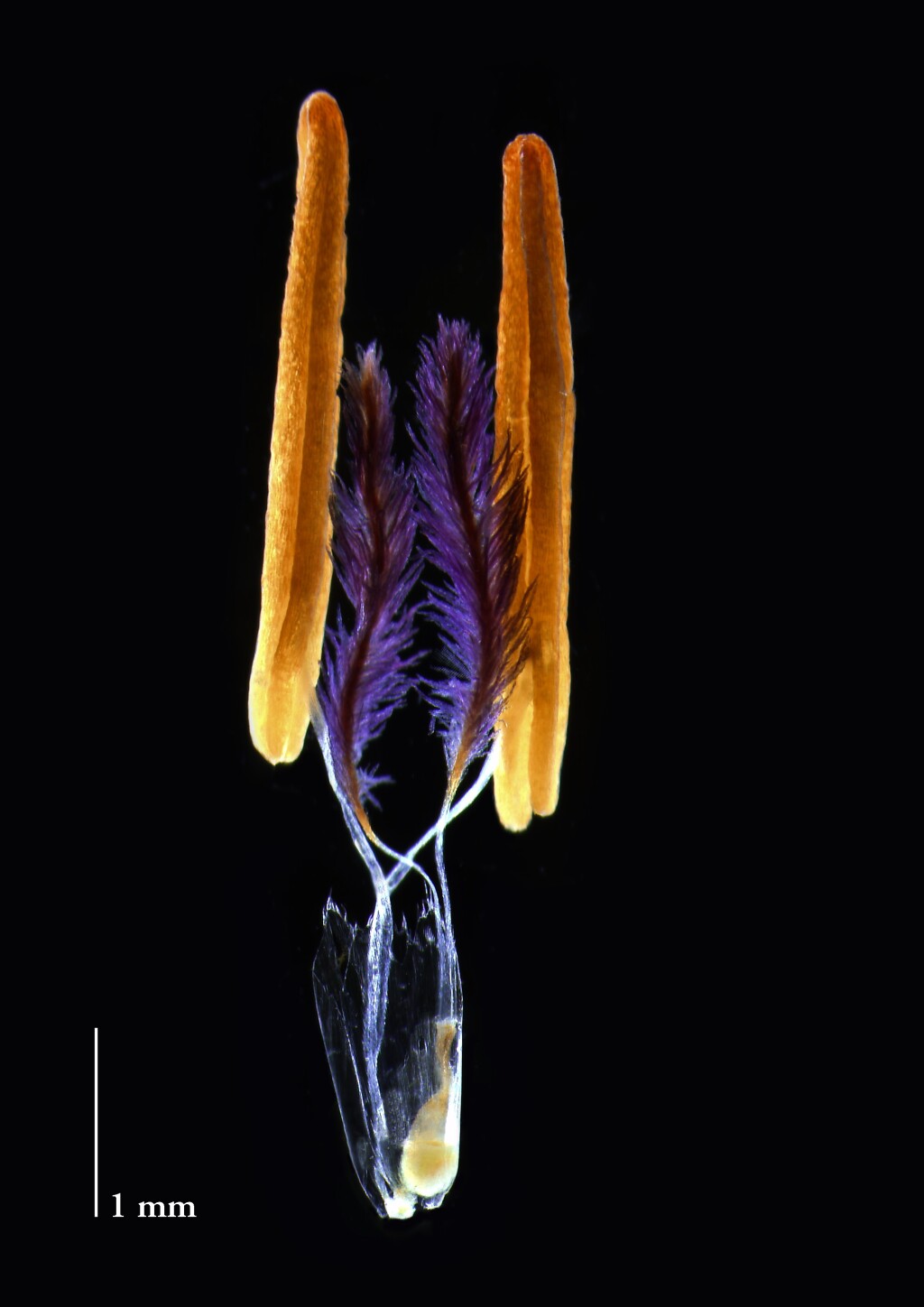 Imperata cylindrica (hero image)