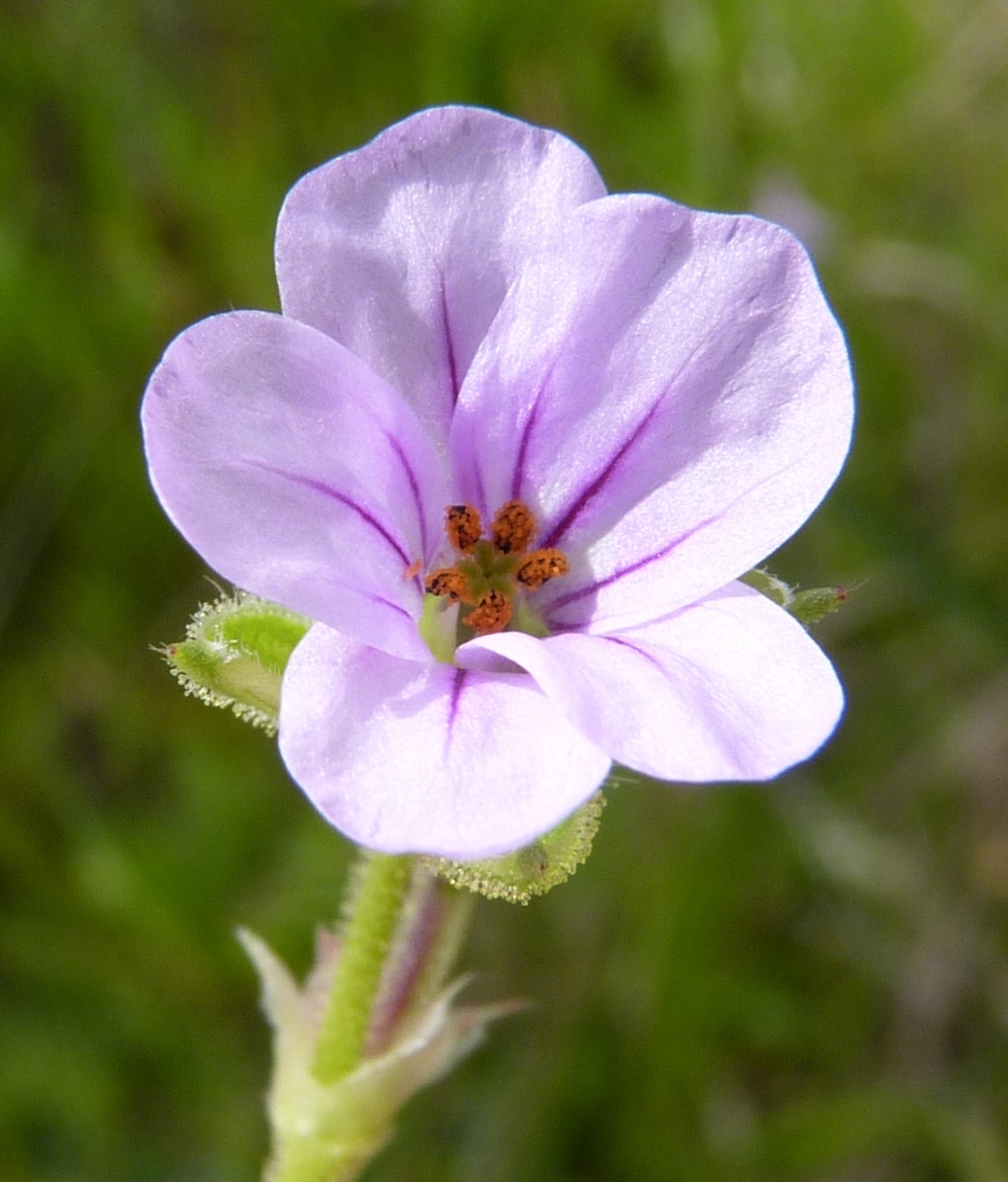 Erodium botrys (hero image)