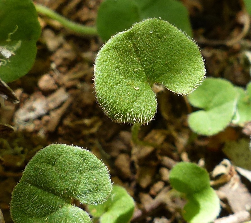 Dichondra (hero image)