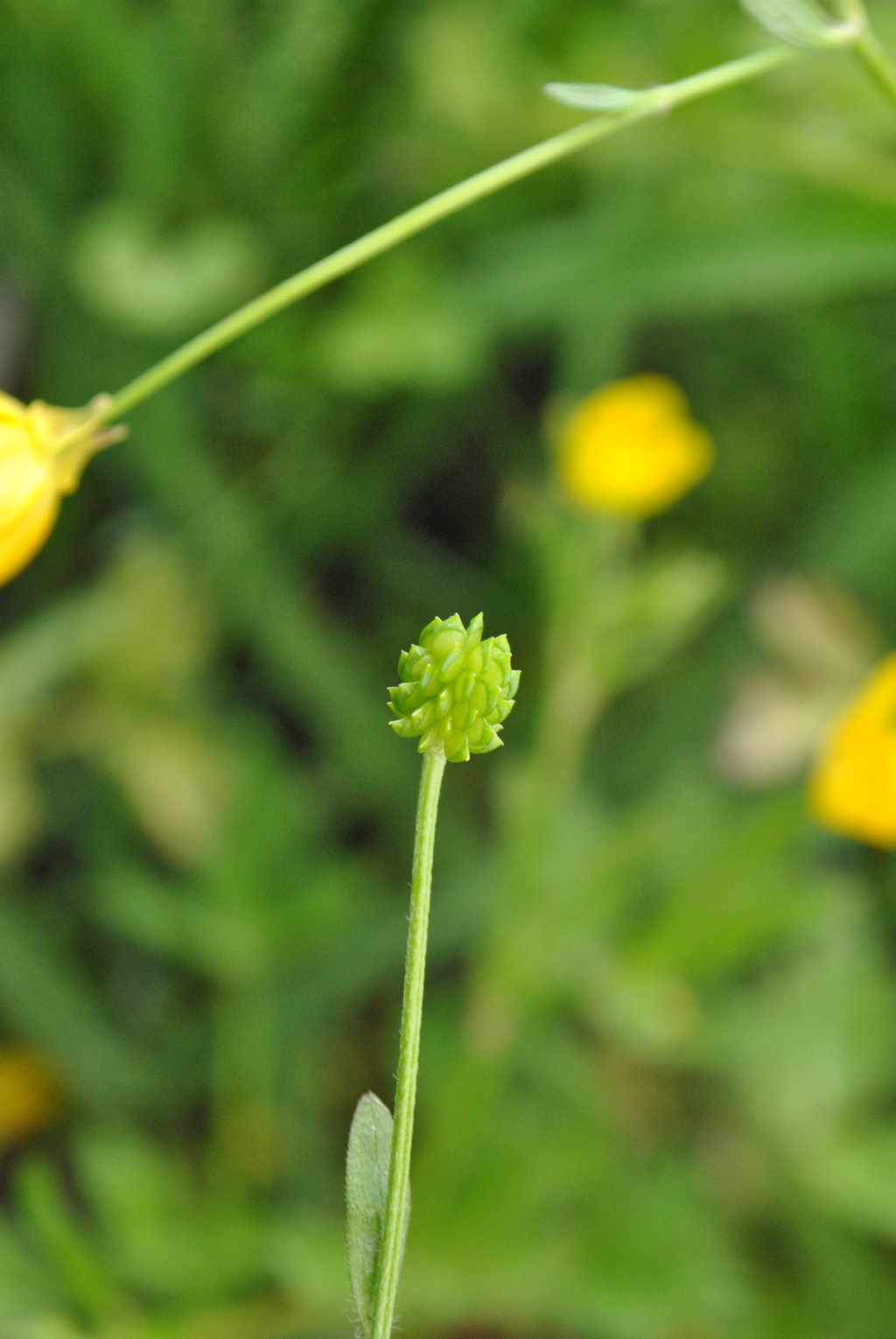 Ranunculus sardous (hero image)