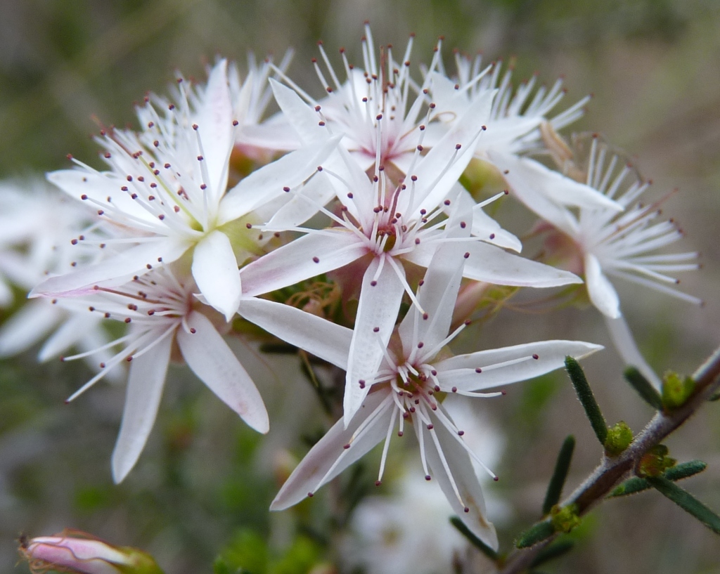 Calytrix (hero image)