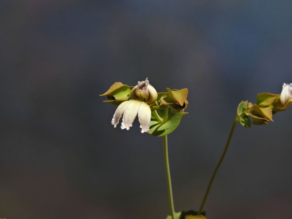 Goodenia connata (hero image)