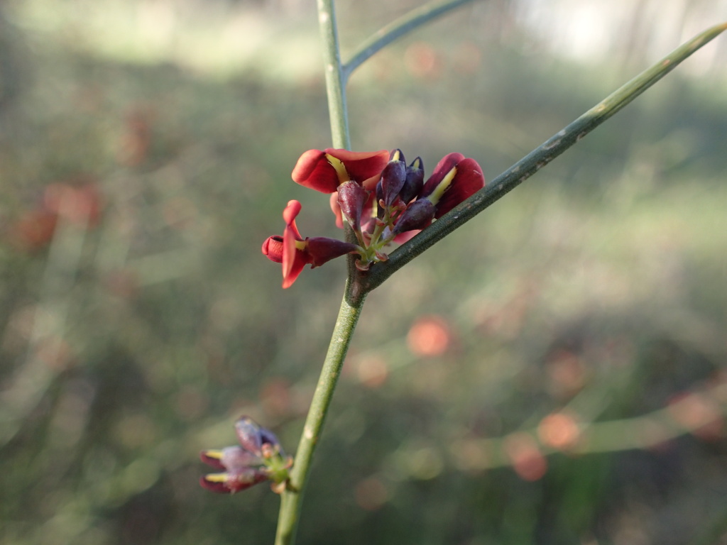 Daviesia genistifolia (hero image)