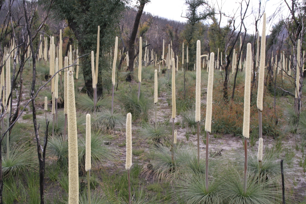 Xanthorrhoea australis (hero image)