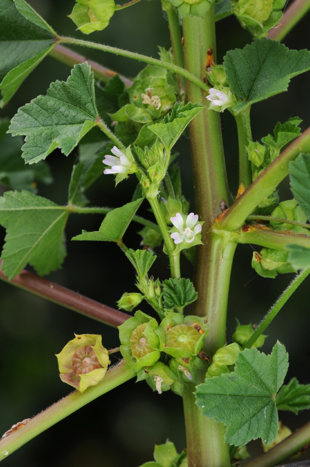 Malva parviflora (hero image)