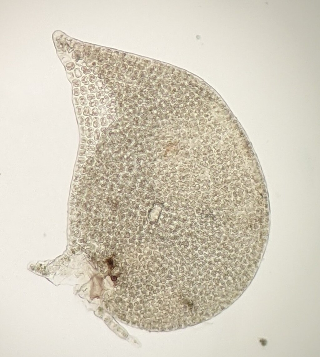 Frullania monocera (hero image)
