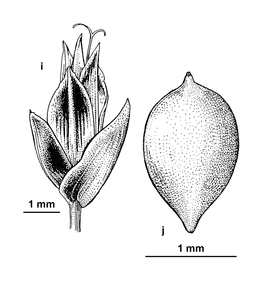 Isolepis producta (hero image)