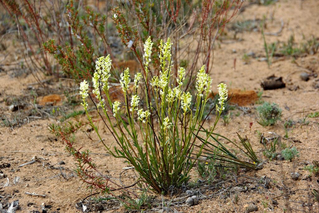 Stackhousia aspericocca subsp. 1 (hero image)