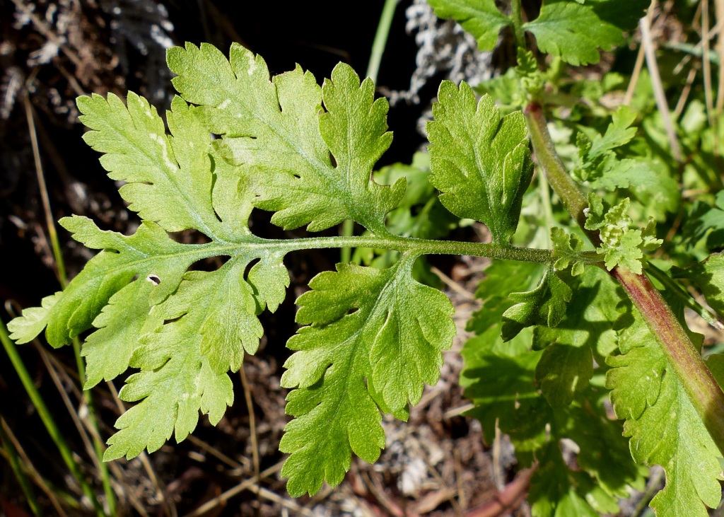 Tanacetum parthenium (hero image)