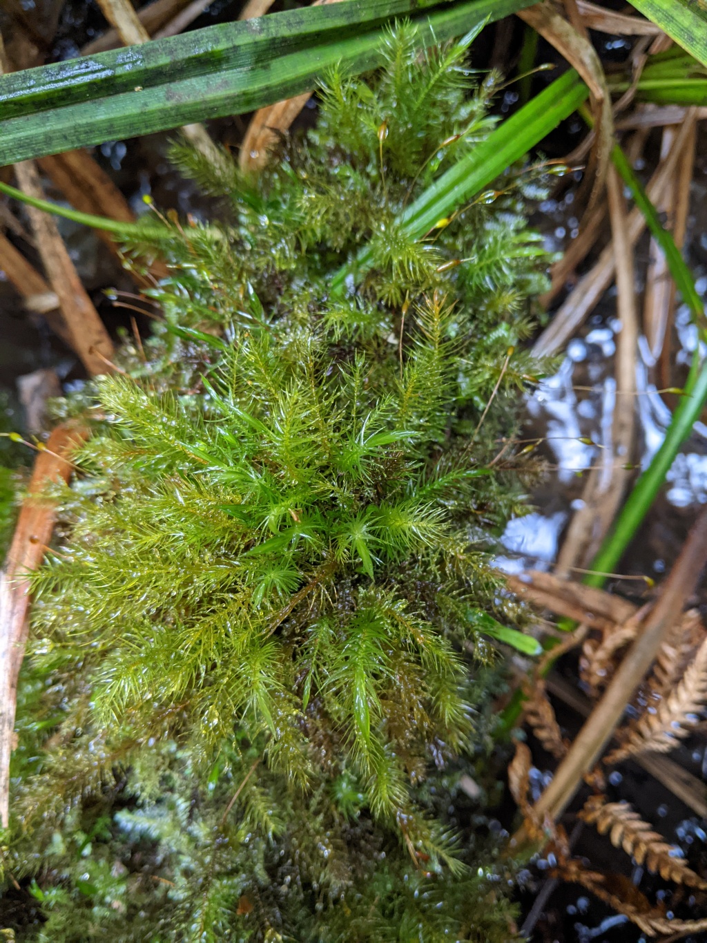 Pyrrhobryum (hero image)