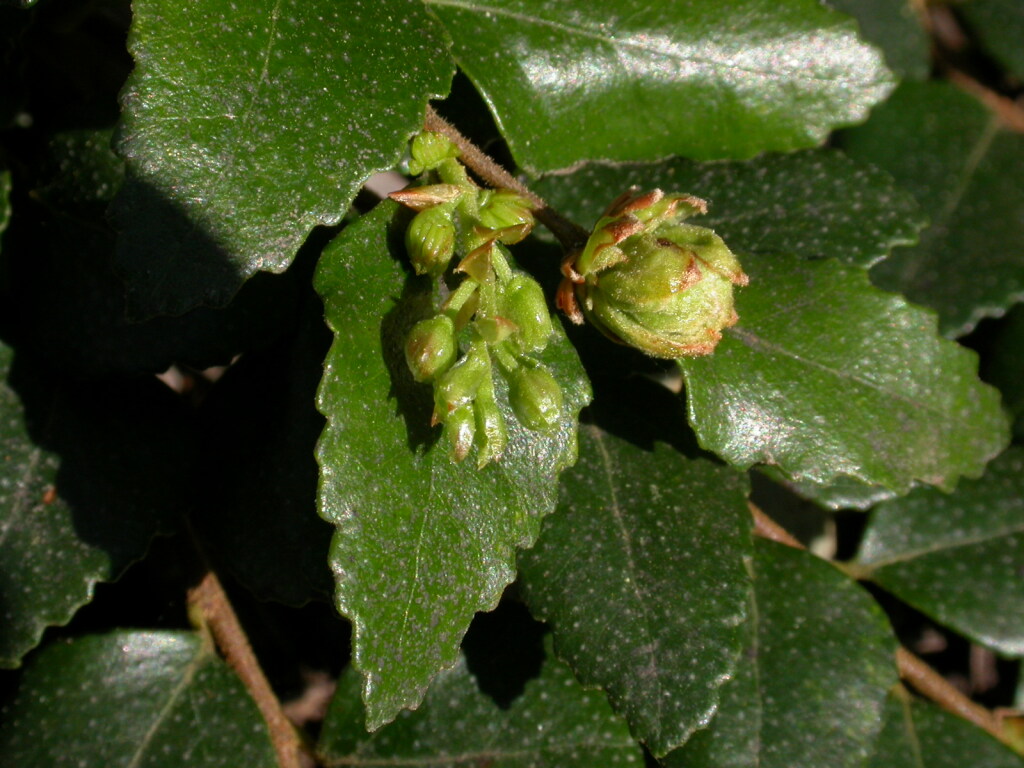 Nothofagus cunninghamii (hero image)