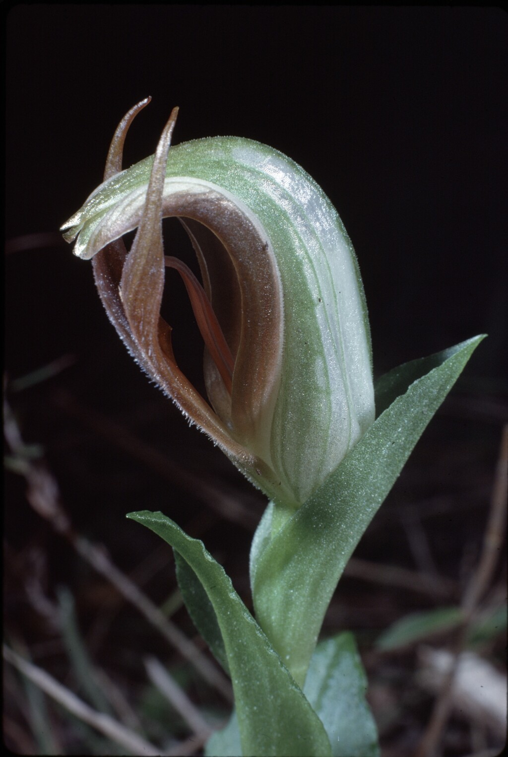 Pterostylis cucullata subsp. cucullata (hero image)