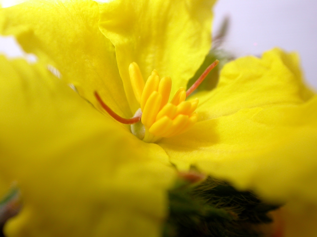 Hibbertia sericea (hero image)