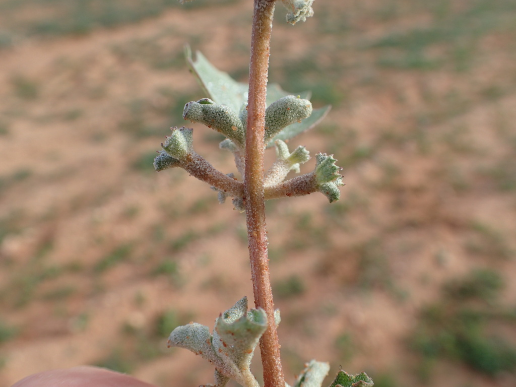 Atriplex limbata (hero image)