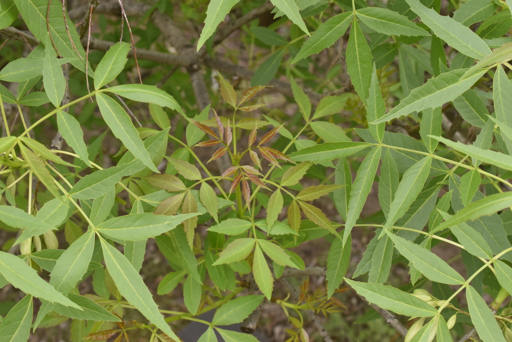 Fraxinus angustifolia subsp. angustifolia (hero image)