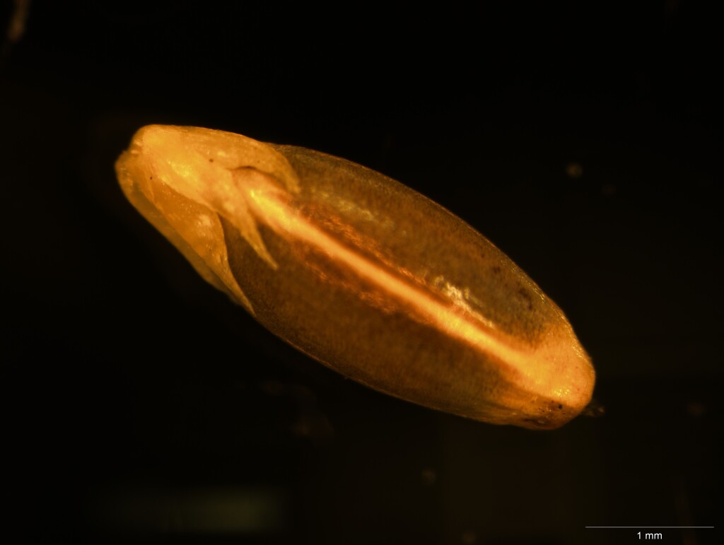 Lepidosperma semiteres (hero image)