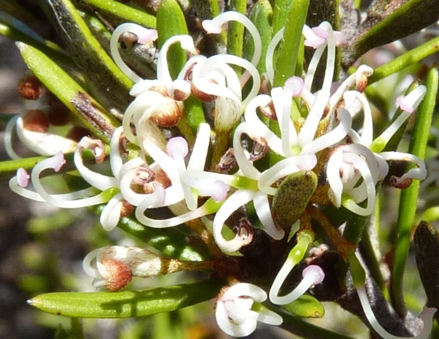 Grevillea australis (hero image)